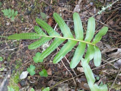 Polypodium scouleri, photographed by Drew Meyer