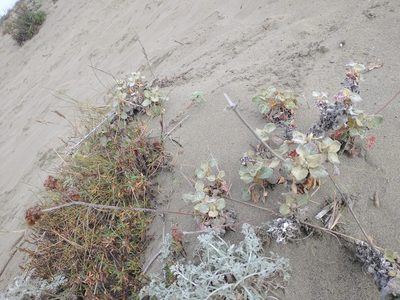 Eriogonum latifolium, photographed by Drew Meyer