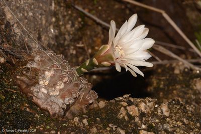 Gymnocalycium quehlianum, photographed by Tomás Carranza Perales