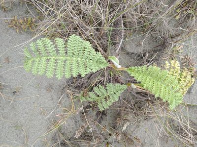 Tanacetum bipinnatum, photographed by Drew Meyer