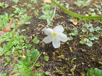 Oxalis magellanica, photographed by Yoav Daniel Bar-Ness