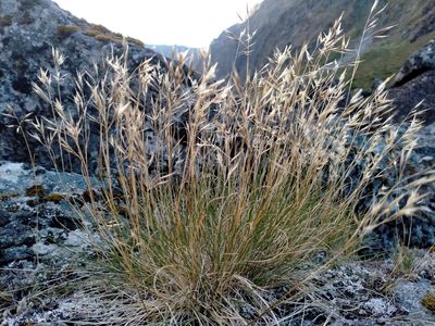 Rytidosperma setifolium, photographed by John Barkla
