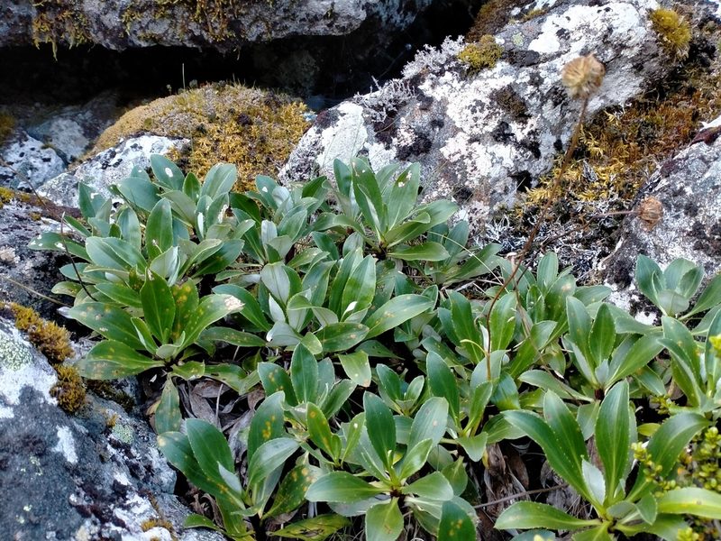 Celmisia holosericea, photographed by John Barkla