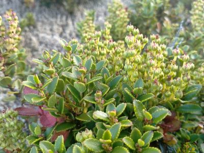 Gaultheria crassa, photographed by John Barkla