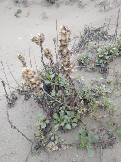 Solidago spathulata, photographed by Drew Meyer