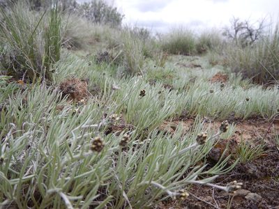 Antennaria stenophylla, photographed by Matt Lavin