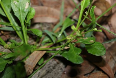 Epaltes australis, photographed by Greg Tasney