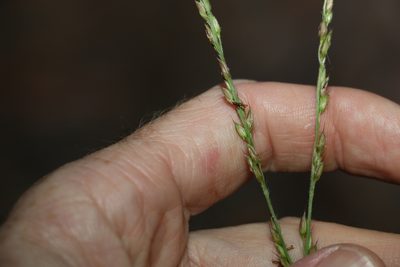 Alloteropsis semialata, photographed by Greg Tasney