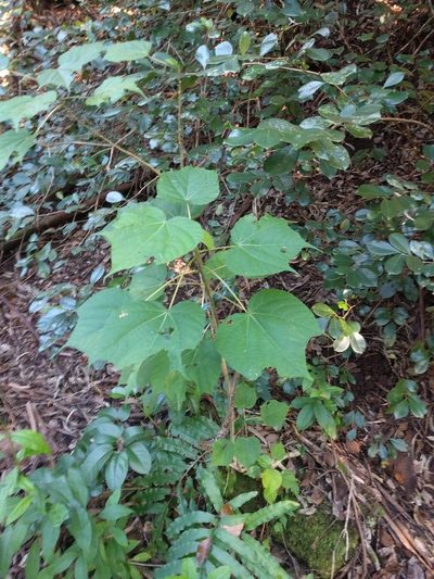 Heliocarpus americanus, photographed by Kevin Faccenda