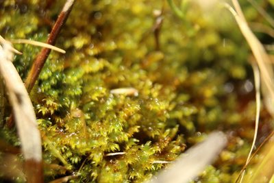 Drepanocladus aduncus, photographed by Em Lamond