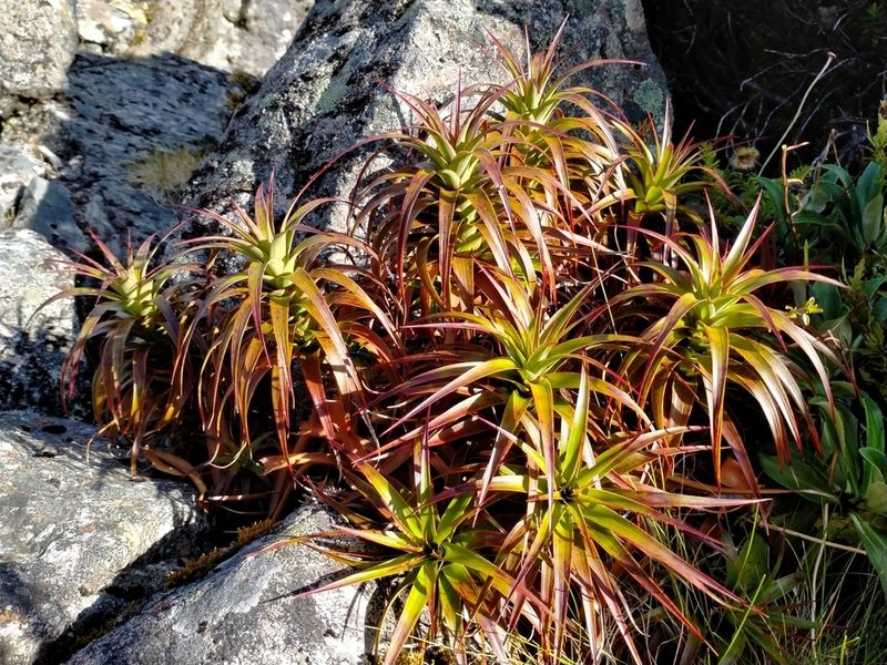Dracophyllum menziesii, photographed by John Barkla