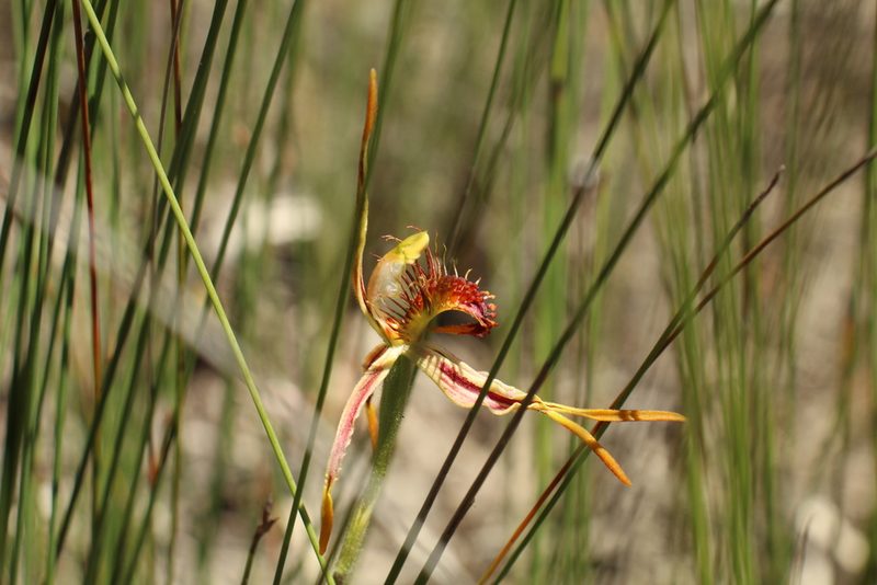 Caladenia corynephora, photographed by Em Lamond