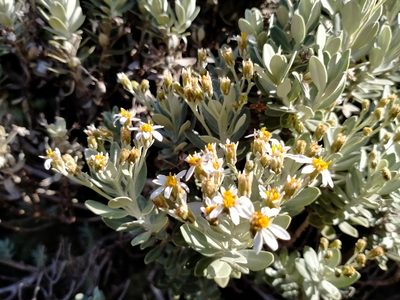 Olearia moschata, photographed by John Barkla
