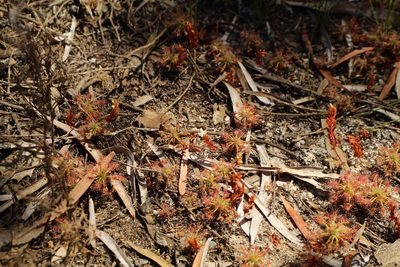 Drosera paleacea, photographed by Em Lamond