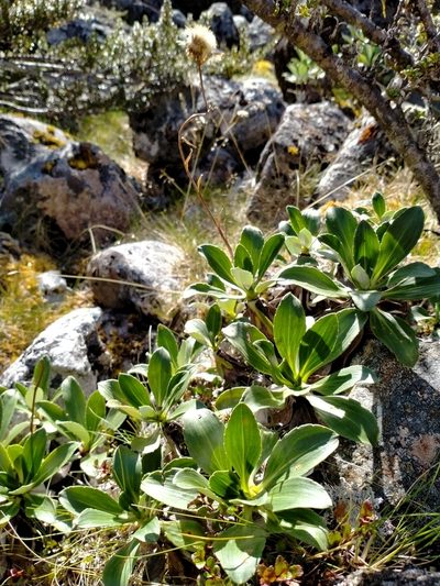 Celmisia holosericea, photographed by John Barkla