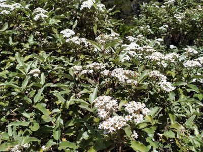 Olearia ilicifolia, photographed by John Barkla