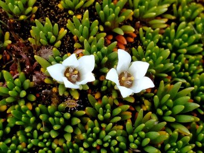 Donatia novae-zelandiae, photographed by John Barkla