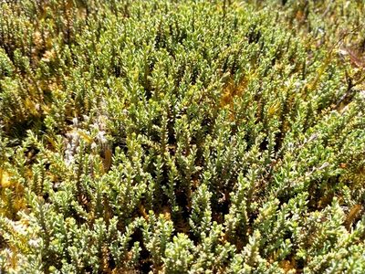 Lepidothamnus laxifolius, photographed by John Barkla
