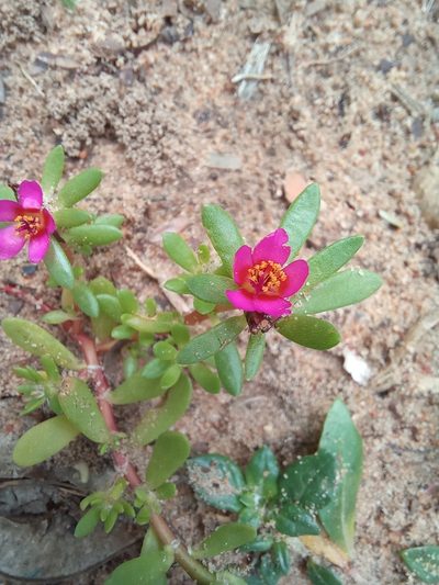 Portulaca obtusa, photographed by Kelly Abram