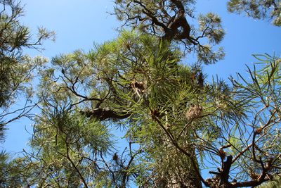 Banksia littoralis, photographed by Em Lamond