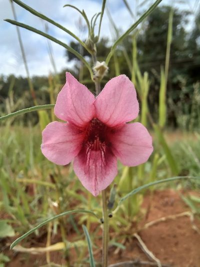 Sesamum alatum, photographed by Kelly Abram