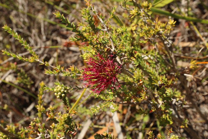 Melaleuca anisandra, photographed by Em Lamond