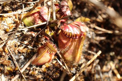 Cephalotus follicularis, photographed by Em Lamond