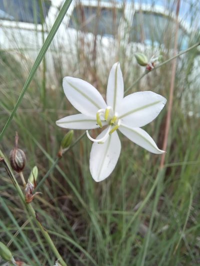 Chlorophytum galpinii, photographed by Kelly Abram