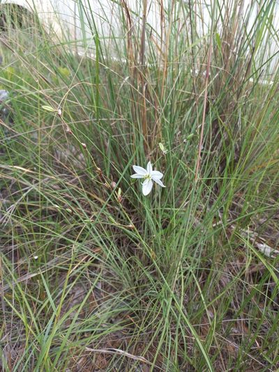 Chlorophytum galpinii, photographed by Kelly Abram