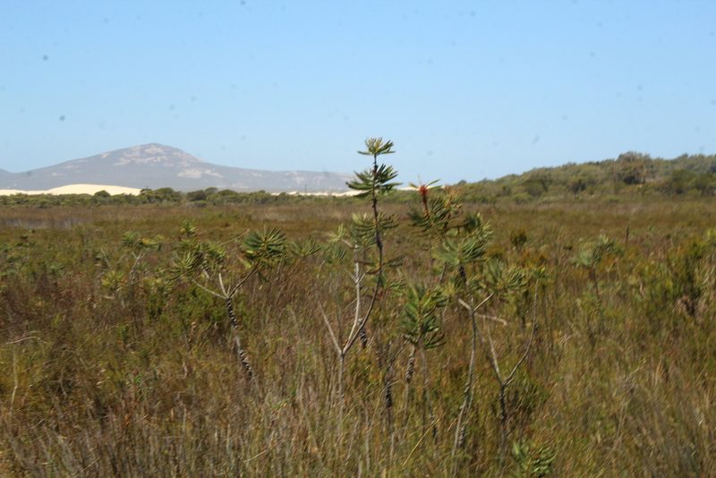 Melaleuca glauca, photographed by Em Lamond