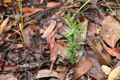 Polygala triflora, photographed by Greg Tasney