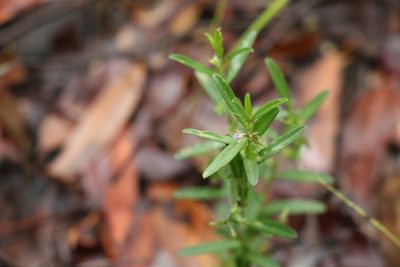 Polygala triflora, photographed by Greg Tasney