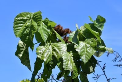 Entelea arborescens, photographed by Christopher Stephens