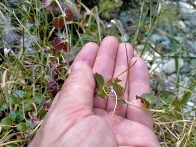Epilobium pedunculare