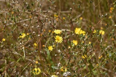 Crepis capillaris, photographed by Christopher Stephens