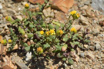 Senecio lautus, photographed by Christopher Stephens