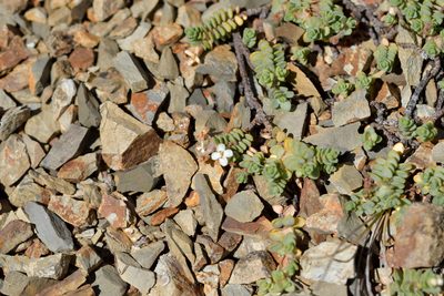 Pimelea carnosa, photographed by Christopher Stephens