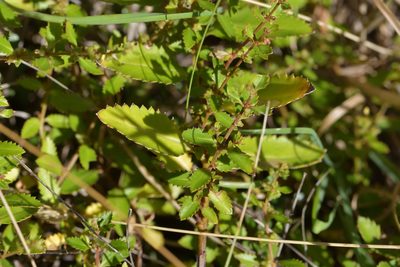 Haloragis erecta, photographed by Christopher Stephens