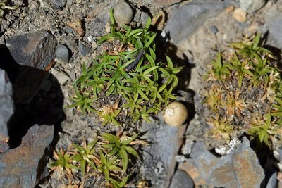 Colobanthus muelleri, photographed by Christopher Stephens