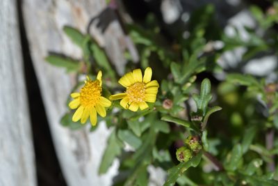 Senecio lautus, photographed by Christopher Stephens