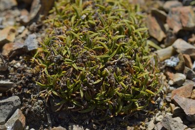 Colobanthus muelleri, photographed by Christopher Stephens