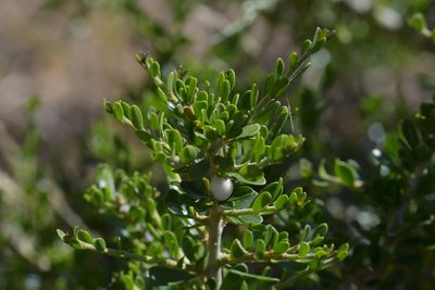 Melicytus crassifolius, photographed by Christopher Stephens