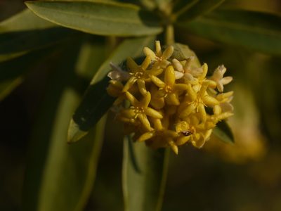 Lasiosiphon glaucus, photographed by Dinesh Valke