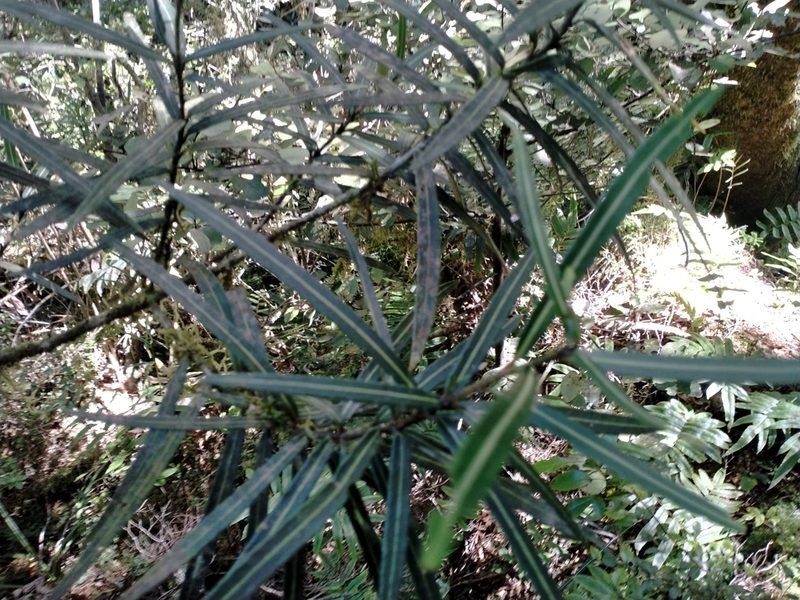 Pseudopanax linearis, photographed by John Barkla