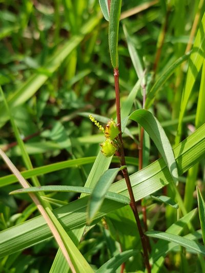 Microstachys chamaelea, photographed by pbsg