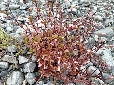 Epilobium glabellum, photographed by John Barkla