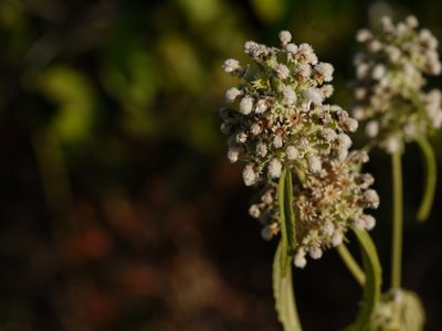 Leucas stelligera, photographed by Dinesh Valke