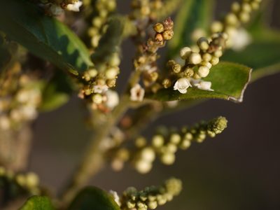 Maesa indica, photographed by Dinesh Valke