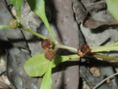 Epaltes australis, photographed by Thomas Mesaglio