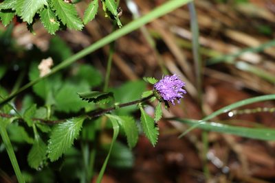 Centratherum punctatum, photographed by Greg Tasney